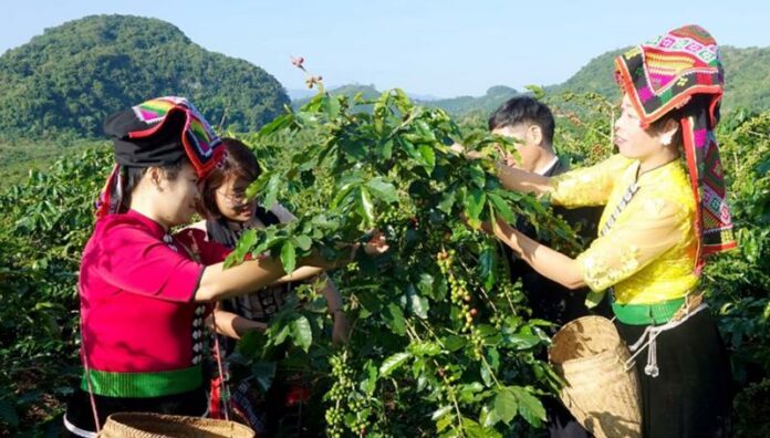 Nông dân trồng cà phê tại Sơn La sẽ có cơ hội được tham gia  mô hình canh tác tuần hoàn.