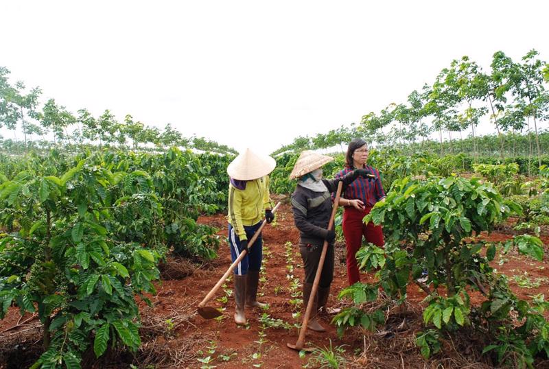 Dự án chuỗi giá trị bền vững cho cà phê, hồ tiêu là một trong những dự án thành công của ACIAR tại Việt Nam.